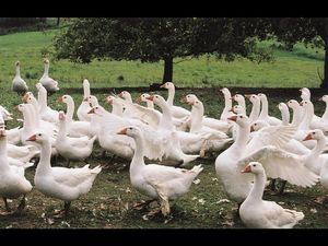 Darauf im Sinne des Tierwohls achten und keine Daunen von Gaensen kaufen Darauf im Sinne des Tierwohls achten und keine Daunen von Gaensen kaufen