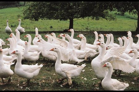 Darauf im Sinne des Tierwohls achten und keine Daunen von Gaensen kaufen