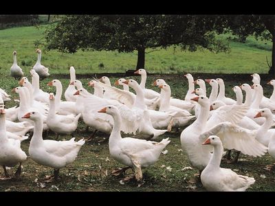 Darauf im Sinne des Tierwohls achten und keine Daunen von Gaensen kaufen