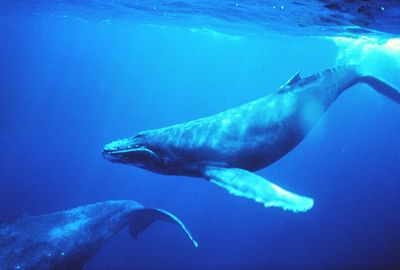 Webeslogen wird zum Schuß in den Offen. Lieber ein Wal, wer moechte schon eine Frau, die nach Fisch riecht