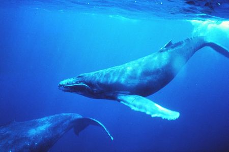 Webeslogen wird zum Schuß in den Offen. Lieber ein Wal, wer moechte schon eine Frau, die nach Fisch riecht