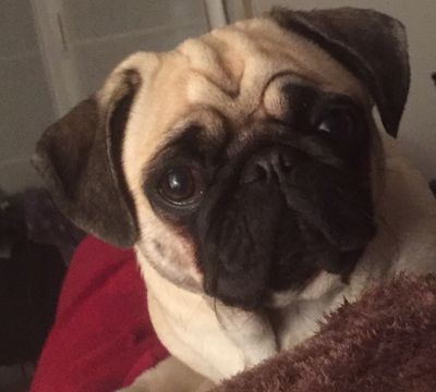Unser Marketing Mops Adele hat sich mal schlau gemacht