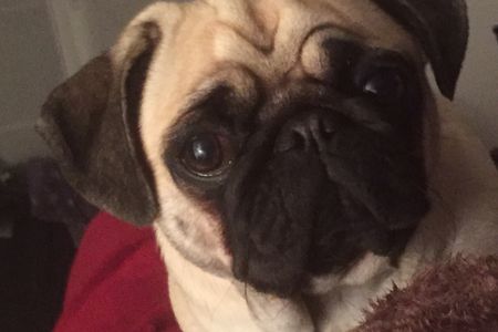 Unser Marketing Mops Adele hat sich mal schlau gemacht