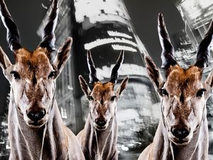 Urban Animals Hirsche - Fotokunst Norbert Schaefer Urban Animals Hirsche - Fotokunst Norbert Schaefer