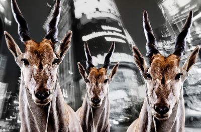 Urban Animals Hirsche - Fotokunst Norbert Schaefer