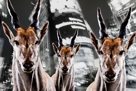 Urban Animals Hirsche - Fotokunst Norbert Schaefer