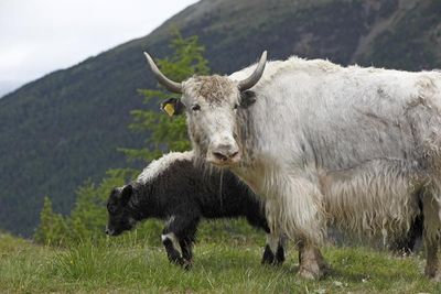 Adel freut sich schon auf die Yaks von Reinhold Messner