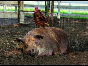 Ein erstaunliches Schwein namens Emma und deren bester Freund, der Hahn Greasy Ein erstaunliches Schwein namens Emma und deren bester Freund, der Hahn Greasy