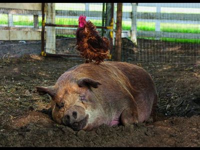 Ein erstaunliches Schwein namens Emma und deren bester Freund, der Hahn Greasy