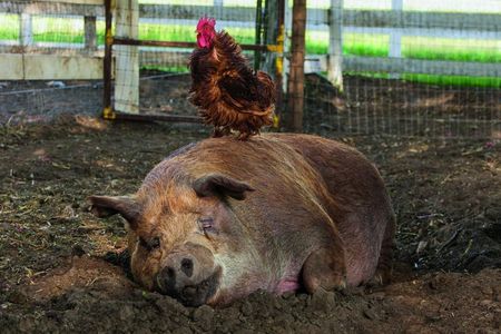 Ein erstaunliches Schwein namens Emma und deren bester Freund, der Hahn Greasy