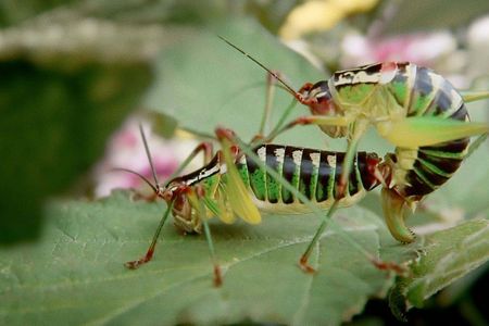 Hornbach will mit leidenschaftlichen Insekten zu naturnahem Gaertnern inspirieren
