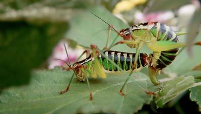 Hornbach will mit leidenschaftlichen Insekten zu naturnahem Gaertnern inspirieren