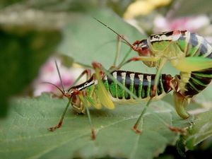 Hornbach will mit leidenschaftlichen Insekten zu naturnahem Gaertnern inspirieren Hornbach will mit leidenschaftlichen Insekten zu naturnahem Gaertnern inspirieren