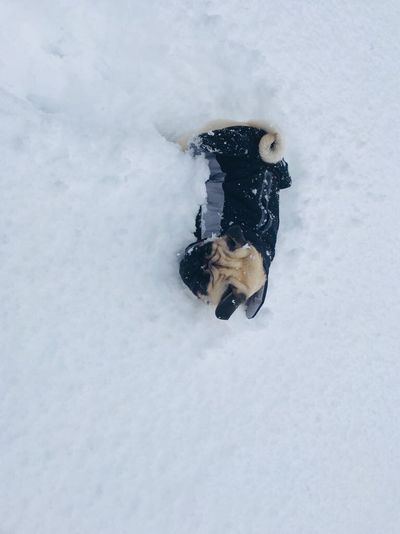 Unser Reise-Mops Adele, die immer sehr wagemutig ist, wird bei diesem halsbrecherischen Rennen nicht mitfahren duerfen