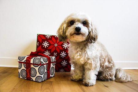 Tiere sind Lebewesen und keine Geschenke, sie gehoeren nicht unter den Weihnachtsbaum
