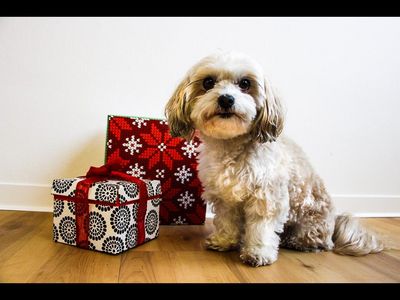 Tiere sind Lebewesen und keine Geschenke, sie gehoeren nicht unter den Weihnachtsbaum