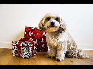 Tiere sind Lebewesen und keine Geschenke, sie gehoeren nicht unter den Weihnachtsbaum Tiere sind Lebewesen und keine Geschenke, sie gehoeren nicht unter den Weihnachtsbaum