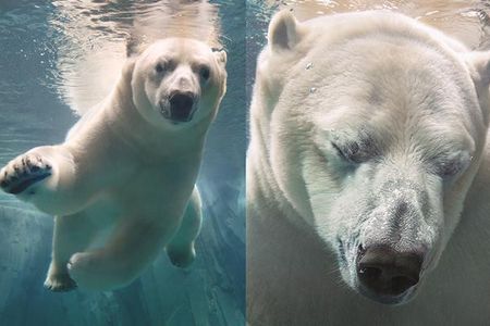 Tim Flach einer der weltbesten Tierfotografen portraetiert aussterbende Tier-Arten in beruehrenden Bildern