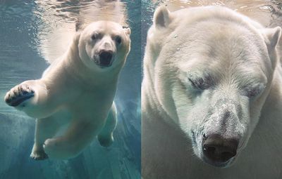 Tim Flach einer der weltbesten Tierfotografen portraetiert aussterbende Tier-Arten in beruehrenden Bildern