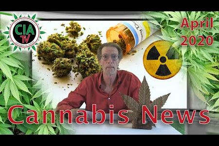 Im Rausch durch die Corona-Krise 19 Prozent der Cannabis-Verbraucher mit haeufigerem Konsum