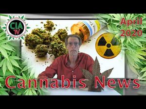 Im Rausch durch die Corona-Krise 19 Prozent der Cannabis-Verbraucher mit haeufigerem Konsum Im Rausch durch die Corona-Krise 19 Prozent der Cannabis-Verbraucher mit haeufigerem Konsum