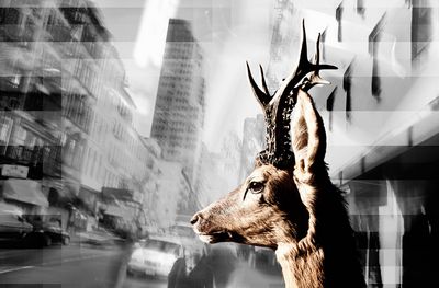 Urban Animals stolzer Hirsch - Fotokunst Norbert Schaefer