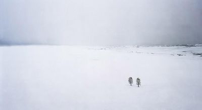 Thomas Wrede Baume im Schnee