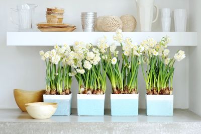 Stil Ostern Narzissen in Toepfen Stil Ostern Narzissen in Toepfen