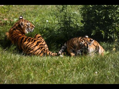 Ein neues Leben für Bela und Sharuk in LIONSROCK