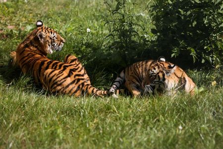 Ein neues Leben für Bela und Sharuk in LIONSROCK