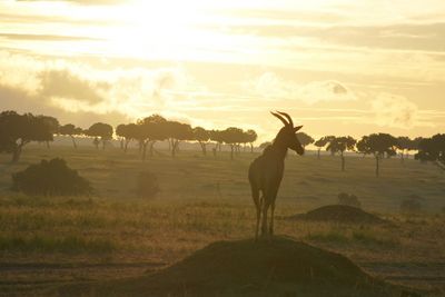 Reisen Kenia Antilope Masai Mara Reisen Kenia Antilope Masai Mara