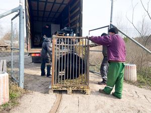 Bären wurden wegen des Krieges aus der Region Kiew in den BÄRENWALD Domazhyr transferiert Bären wurden wegen des Krieges aus der Region Kiew in den BÄRENWALD Domazhyr transferiert