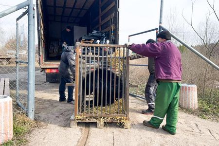 Bären wurden wegen des Krieges aus der Region Kiew in den BÄRENWALD Domazhyr transferiert