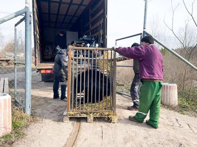 Bären wurden wegen des Krieges aus der Region Kiew in den BÄRENWALD Domazhyr transferiert