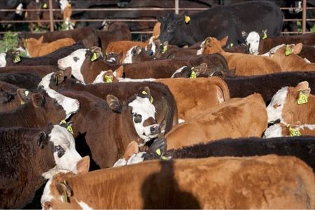 Was hat die EU sich dabei gedacht Wie kann man so einen schlechten Fleisch Deal mit Donald Trump machen