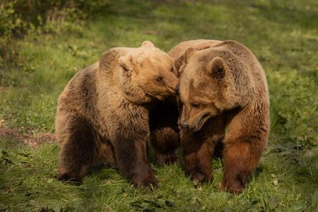 Man kann den Braunbären Luna und Rocco  ihre Freude regelrecht ansehen