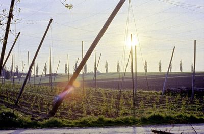 Essen und Trinken Bad Goegging Hopfen im Sonnenuntergang