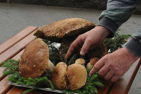 Pilze sammeln im Allgaeu
