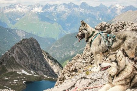 Die acht Siberian Huskys der Bergschule Lechtal in Gramais im Tiroler Lechtal sind allesamt bestens ausgebildet. Beim Husky-Erlebnistag erfahren Teilnehmer interessante Fakten über die Fellnasen