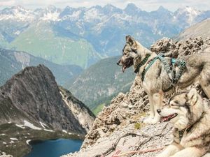 Die acht Siberian Huskys der Bergschule Lechtal in Gramais im Tiroler Lechtal sind allesamt bestens ausgebildet. Beim Husky-Erlebnistag erfahren Teilnehmer interessante Fakten über die Fellnasen Die acht Siberian Huskys der Bergschule Lechtal in Gramais im Tiroler Lechtal sind allesamt bestens ausgebildet. Beim Husky-Erlebnistag erfahren Teilnehmer interessante Fakten über die Fellnasen