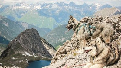 Die acht Siberian Huskys der Bergschule Lechtal in Gramais im Tiroler Lechtal sind allesamt bestens ausgebildet. Beim Husky-Erlebnistag erfahren Teilnehmer interessante Fakten über die Fellnasen