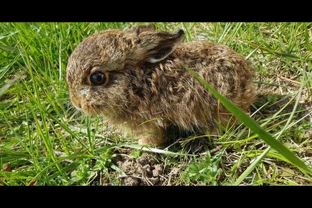 VIER PFOTEN gibt Tipps, worauf man bei den scheuen Feldhasenbabys achten sollte