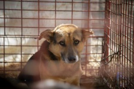 Auch er wartet auf seine Rettung aus dem Zoo in Gaza