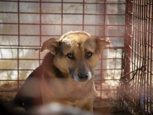 Auch er wartet auf seine Rettung aus dem Zoo in Gaza