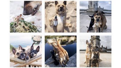 Bei @verpinscht dreht sich alles um drei Pinscher