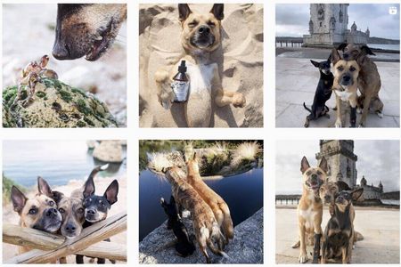 Bei @verpinscht dreht sich alles um drei Pinscher