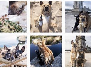 Bei @verpinscht dreht sich alles um drei Pinscher Bei @verpinscht dreht sich alles um drei Pinscher