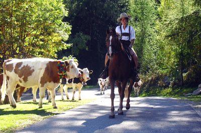 Almabtrieb Frau auf Pferd mit Kuehen
