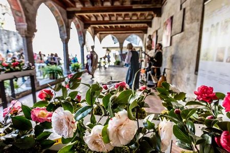 Die exotische Kameliebluete bekommt im Tessin jedes Jahr im Rahmen der Pflanzenschau Camelie Locarno ein eigenes Fest