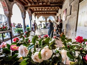 Die exotische Kamelienbluete bekommt im Tessin jedes Jahr im Rahmen der Pflanzenschau Camelie Locarno ein eigenes Fest Die exotische Kameliebluete bekommt im Tessin jedes Jahr im Rahmen der Pflanzenschau Camelie Locarno ein eigenes Fest